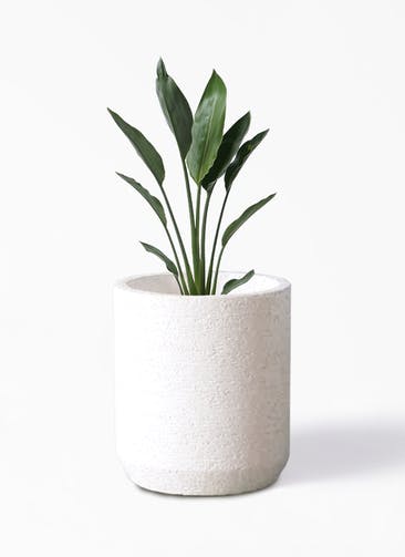 観葉植物 ストレリチア レギネ 6号 Eco Stone（エコストーン） シリンダータイプ  White 付き