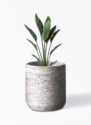 観葉植物 ストレリチア レギネ 6号 Eco Stone（エコストーン） シリンダータイプ  Gray 付き