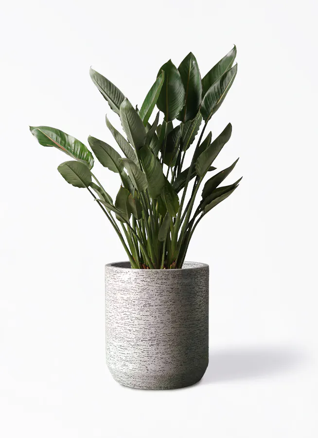 ストレチア レギネ 10号 | 観葉植物 | インテリアやギフトに 