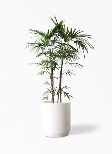 観葉植物 シュロチク（棕櫚竹） 10号 Eco Stone（エコストーン） シリンダータイプ  White 付き
