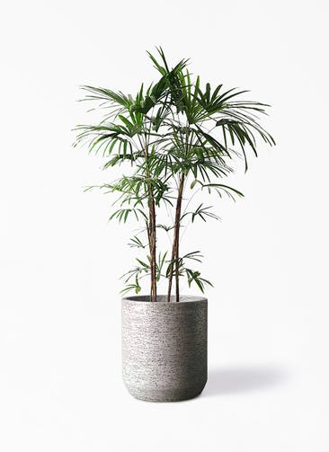 観葉植物 シュロチク（棕櫚竹） 10号 Eco Stone（エコストーン） シリンダータイプ  Gray 付き