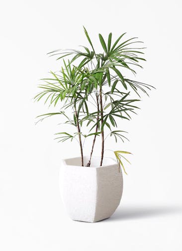 観葉植物 シュロチク（棕櫚竹） 8号 Eco Stone（エコストーン） ヘキサタイプ  White 付き