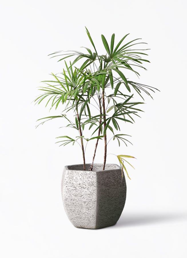 シュロチク 8号 | 観葉植物 | 送料無料でお届け - Hitohana（ひとはな）
