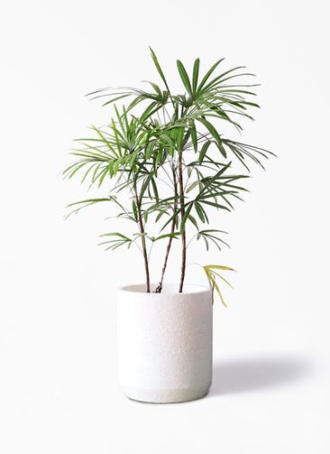 観葉植物 シュロチク（棕櫚竹） 8号 Eco Stone（エコストーン） シリンダータイプ  White 付き