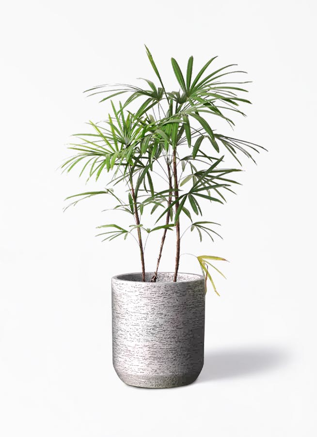 観葉植物 シュロチク（棕櫚竹） 8号 Eco Stone（エコストーン） シリンダータイプ  Gray 付き