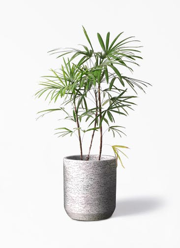 観葉植物 シュロチク（棕櫚竹） 8号 Eco Stone（エコストーン） シリンダータイプ  Gray 付き