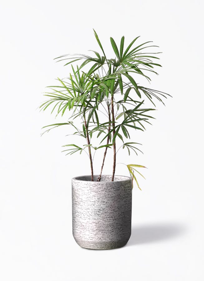シュロチク 8号 | 観葉植物 | 送料無料でお届け - Hitohana（ひとはな）