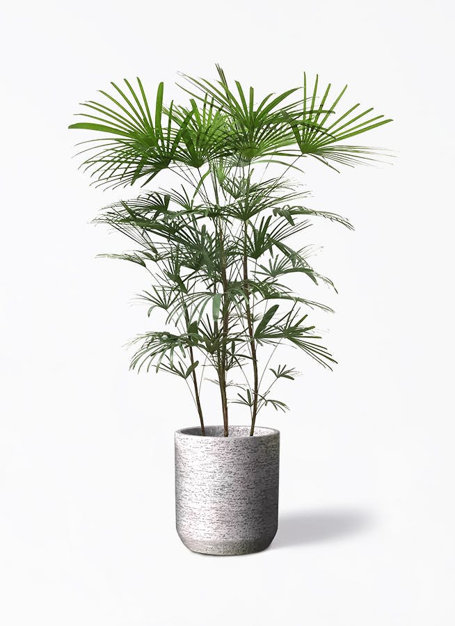 観葉植物 ウンナンシュロチク雲南棕櫚竹 8号 エコストーン シリンダータイプ  付き