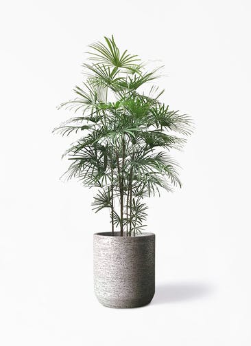 観葉植物 シュロチク（棕櫚竹） 10号 Eco Stone（エコストーン） シリンダータイプ  Gray 付き