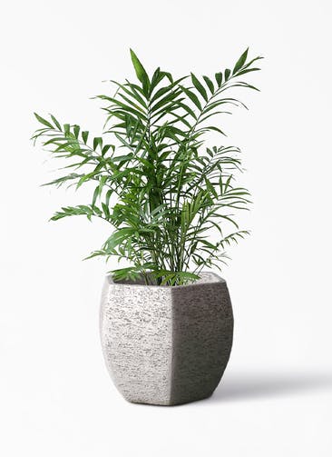 観葉植物 テーブルヤシ 7号 Eco Stone（エコストーン） ヘキサタイプ  Gray 付き