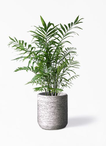 観葉植物 テーブルヤシ 7号 Eco Stone（エコストーン） シリンダータイプ  Gray 付き