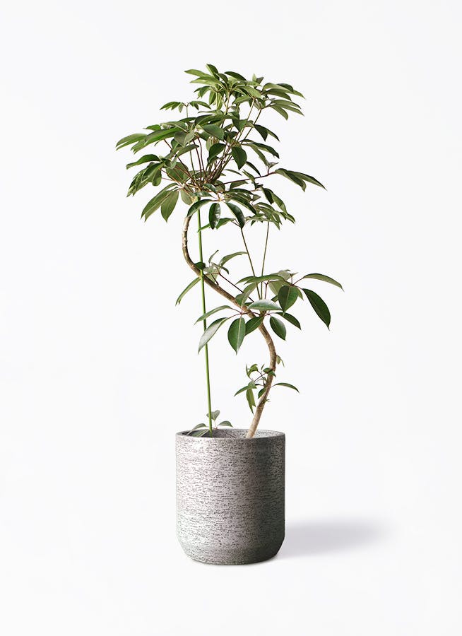 観葉植物 ツピダンサス 10号 曲り Eco Stone（エコストーン） シリンダータイプ Gray 付き | 観葉植物ならHitoHana(ひとはな)