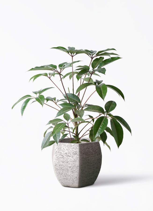 【grico】ツピダンサスA ツピダンサス 8号 | 観葉植物通販HitoHana(ひとはな)