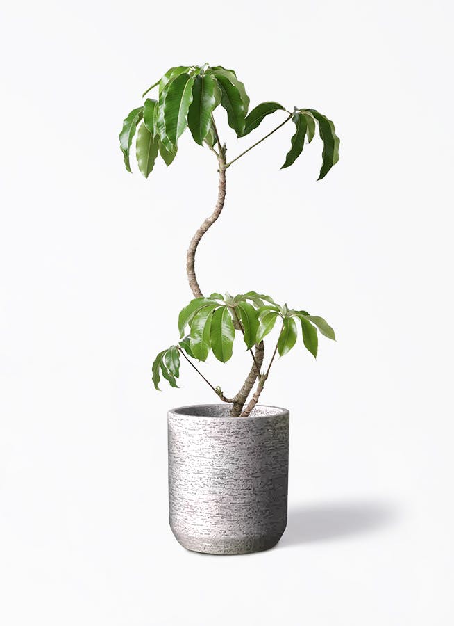 ツピダンサス 曲がり | 観葉植物通販 HitoHana(ひとはな)