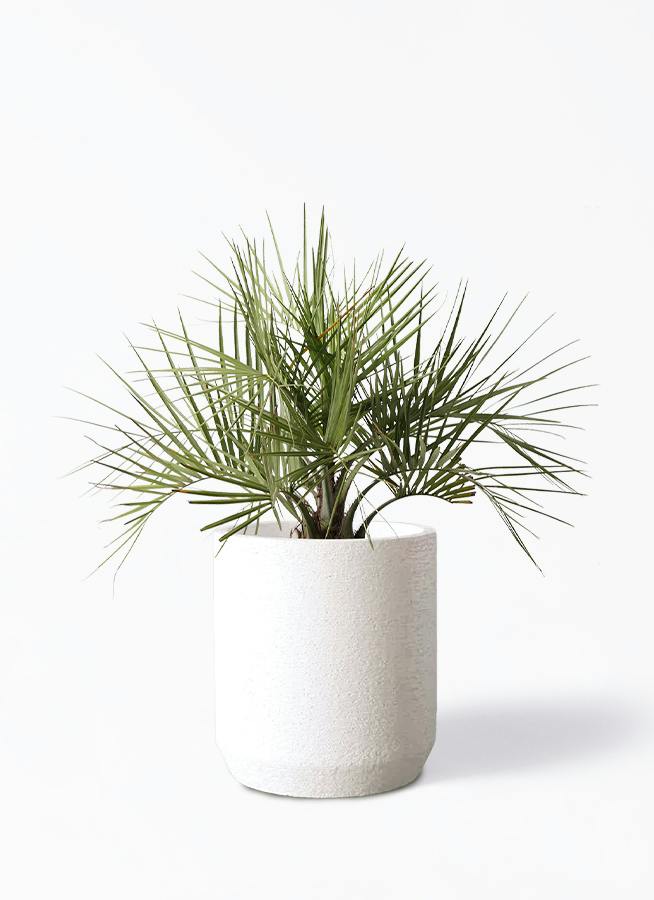 観葉植物 ココスヤシ (ヤタイヤシ) 10号 Eco Stone（エコストーン