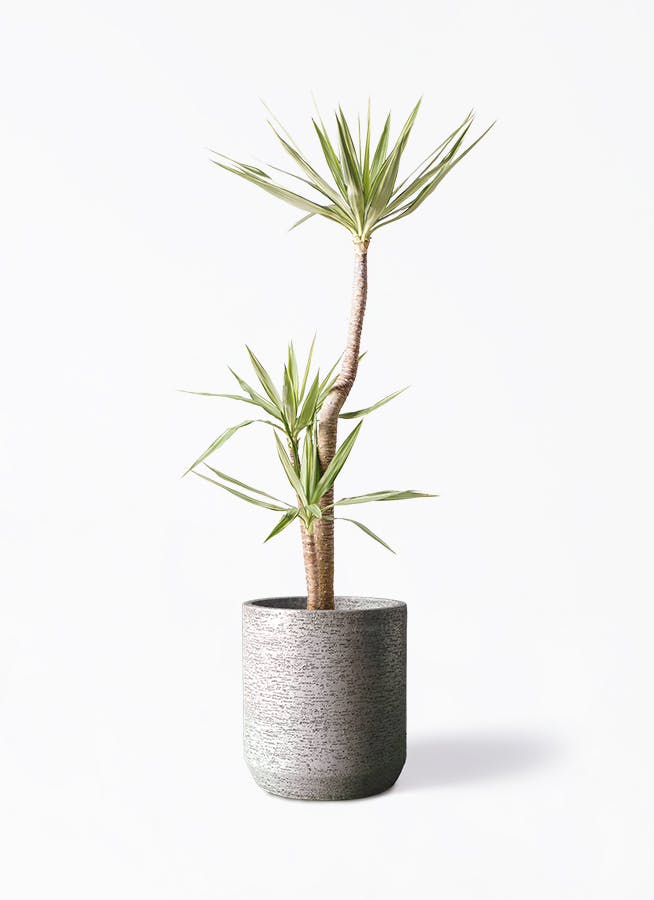 観葉植物 ユッカ 10号 斑入り Eco Stone（エコストーン） シリンダータイプ Gray 付き