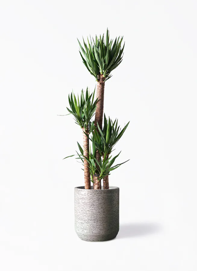 ユッカ 大型 | 観葉植物通販HitoHana(ひとはな)