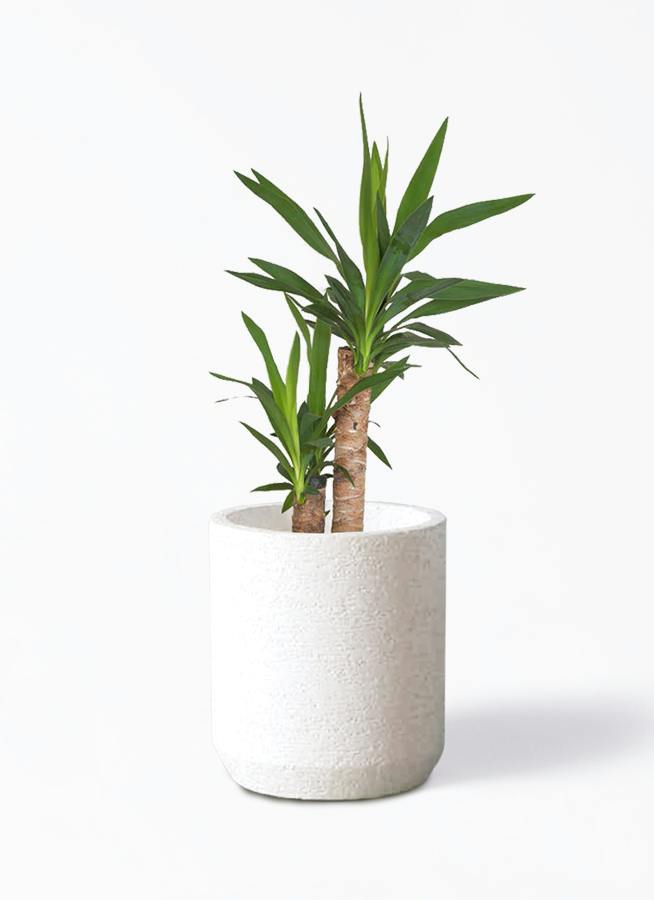 yucca-672_1.jpg