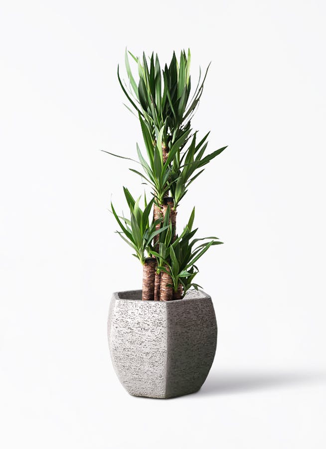 ユッカの木 約3メートル超え 観葉植物 ユッカの木 約3メートル超え 観葉植物 ユッカの木 約3メートル超え