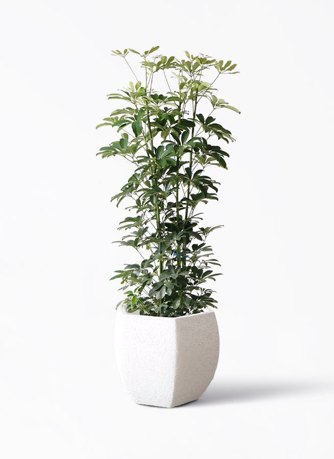 カポック（シェフレラ） 8号 | 観葉植物 | インテリアやギフトに