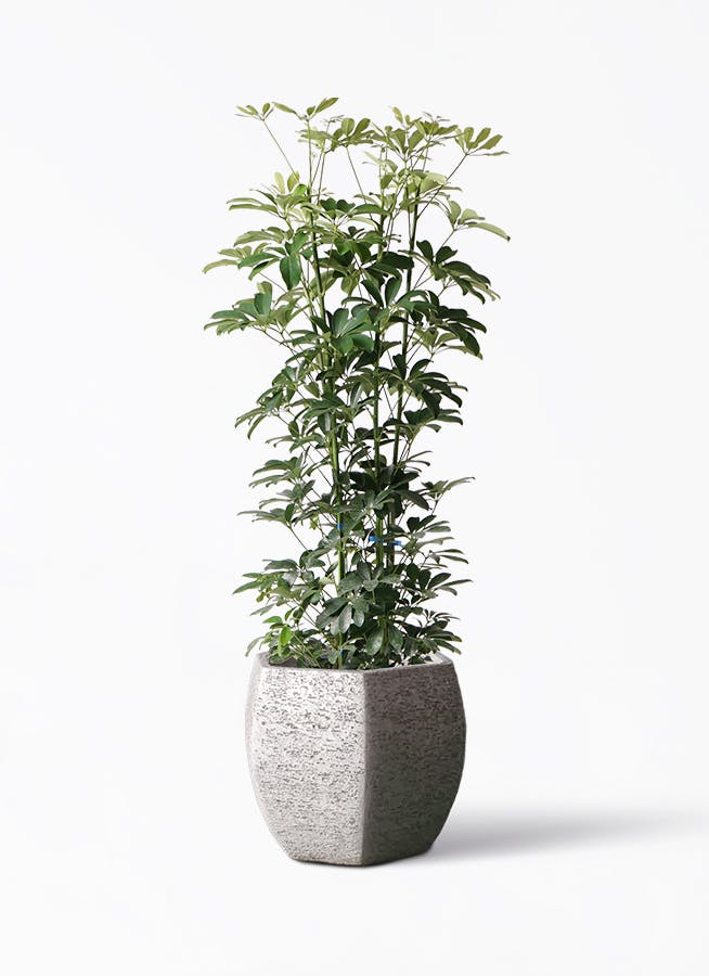 カポック（シェフレラ） 8号 | 観葉植物 | インテリアやギフトに