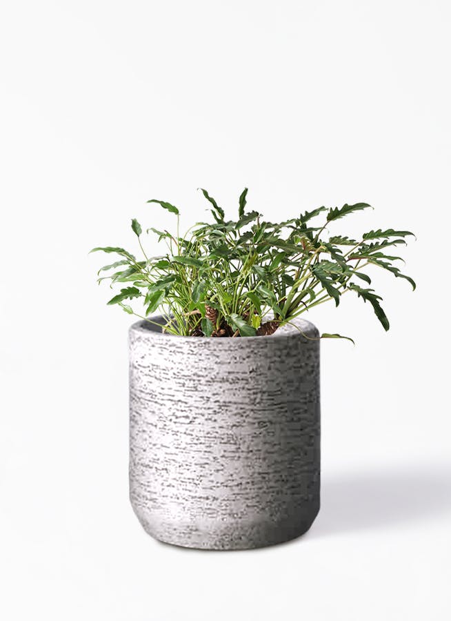 観葉植物 クッカバラ 6号 Eco Stone（エコストーン） シリンダータイプ  Gray 付き