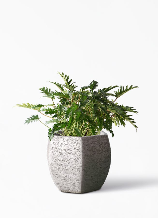 観葉植物 クッカバラ 7号 Eco Stone（エコストーン） ヘキサタイプ  Gray 付き