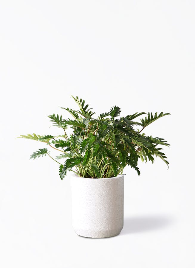 観葉植物 フィロデンドロン 7号 オージー（クッカバラ） Eco Stone（エコストーン） シリンダータイプ White 付き | 観葉植物 ならHitoHana(ひとはな)