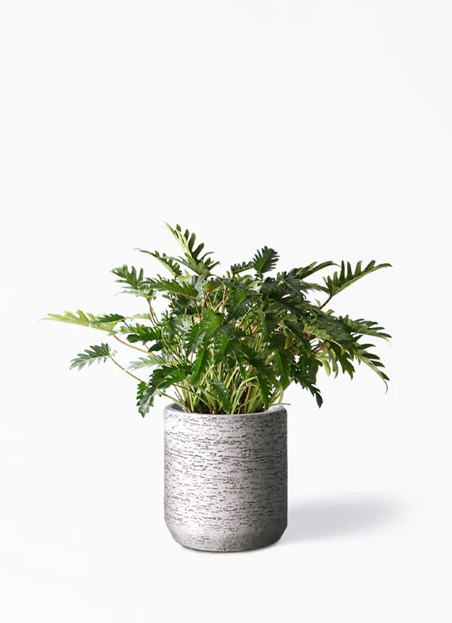 フィロデンドロン クッカバラ | 観葉植物通販HitoHana(ひとはな)