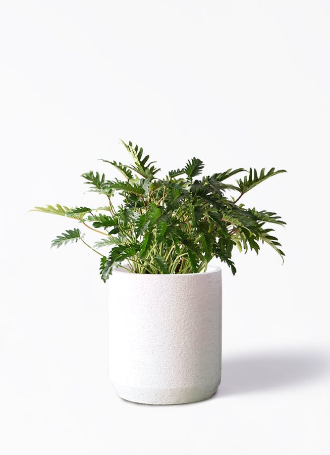 観葉植物 オリーブの木 8号 バロウニ Eco Stone (エコストーン
