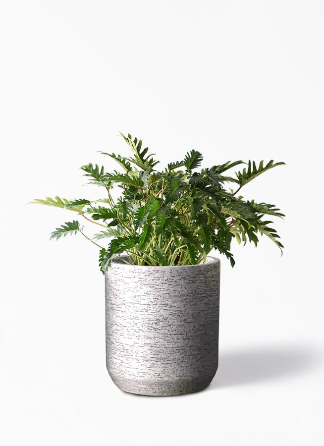観葉植物 クッカバラ 7号 Eco Stone（エコストーン） シリンダータイプ  Gray 付き