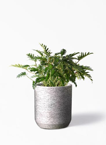 観葉植物 クッカバラ 7号 Eco Stone（エコストーン） シリンダータイプ  Gray 付き