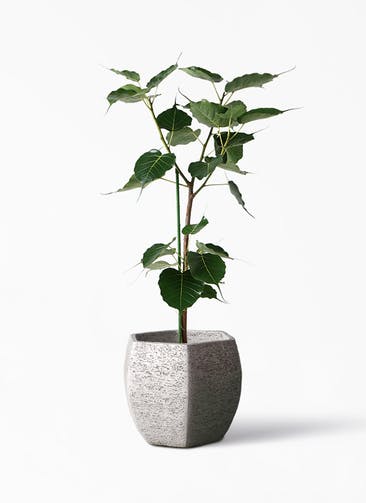 観葉植物 インドボダイジュ 8号 Eco Stone（エコストーン） ヘキサタイプ  Gray 付き