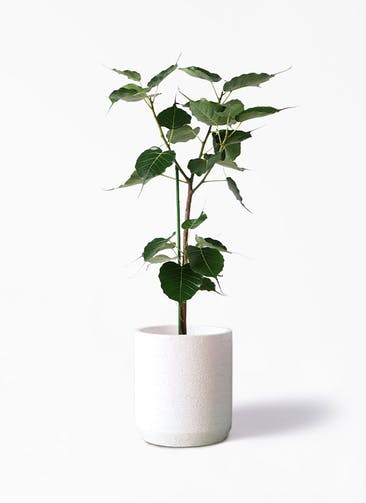 観葉植物 インドボダイジュ 8号 Eco Stone（エコストーン） シリンダータイプ  White 付き