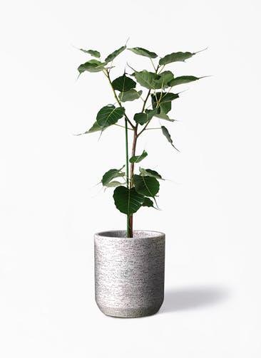観葉植物 インドボダイジュ 8号 Eco Stone（エコストーン） シリンダータイプ  Gray 付き