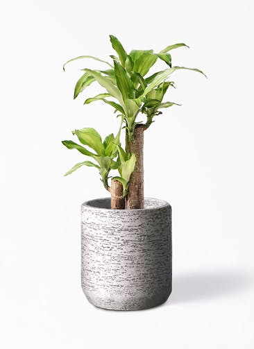 観葉植物 ドラセナ 幸福の木 6号 ノーマル Eco Stone（エコストーン） シリンダータイプ  Gray 付き
