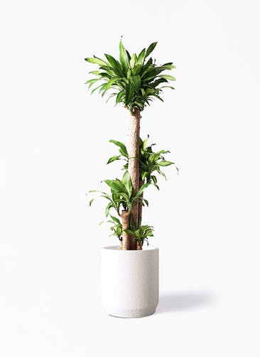 観葉植物 ドラセナ 幸福の木 10号 ノーマル Eco Stone（エコストーン） シリンダータイプ  White 付き