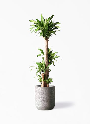 観葉植物 ドラセナ 幸福の木 10号 ノーマル Eco Stone（エコストーン） シリンダータイプ  Gray 付き