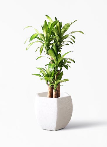 観葉植物 ドラセナ 幸福の木 8号 ノーマル Eco Stone（エコストーン） ヘキサタイプ  White 付き
