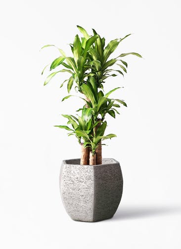 観葉植物 ドラセナ 幸福の木 8号 ノーマル Eco Stone（エコストーン） ヘキサタイプ  Gray 付き