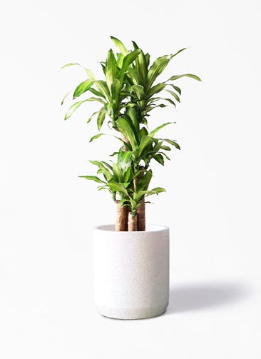 観葉植物 ドラセナ 幸福の木 8号 ノーマル Eco Stone（エコストーン） シリンダータイプ  White 付き
