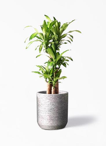 観葉植物 ドラセナ 幸福の木 8号 ノーマル Eco Stone（エコストーン） シリンダータイプ  Gray 付き