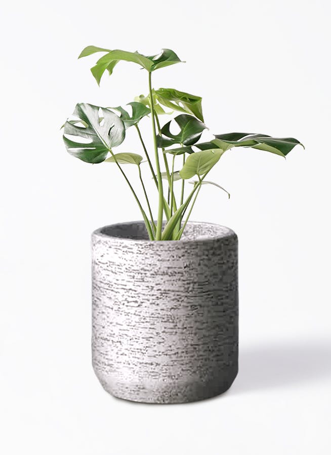 観葉植物 モンステラ 6号 ボサ造り Eco Stone（エコストーン