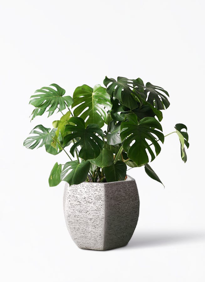 モンステラ 大型 | 観葉植物通販HitoHana(ひとはな)