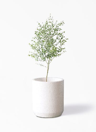 観葉植物 ユーカリ 6号 グニー Eco Stone（エコストーン） シリンダータイプ  White 付き