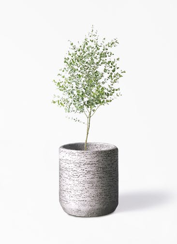 観葉植物 ユーカリ 6号 グニー Eco Stone（エコストーン） シリンダータイプ  Gray 付き