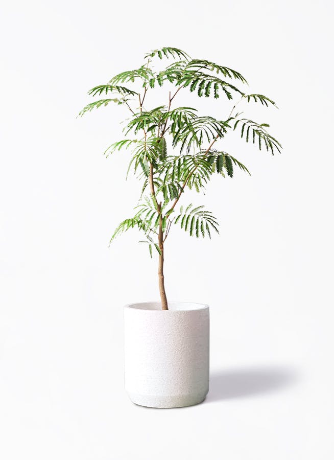 エバーフレッシュ 大型 | 観葉植物通販HitoHana(ひとはな)
