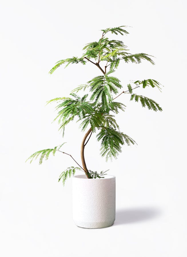 エバーフレッシュ 8号 | 観葉植物 | インテリアやギフトに