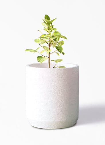 観葉植物 フィカス アルテシーマ 7号 ストレート Eco Stone（エコストーン） シリンダータイプ  White 付き