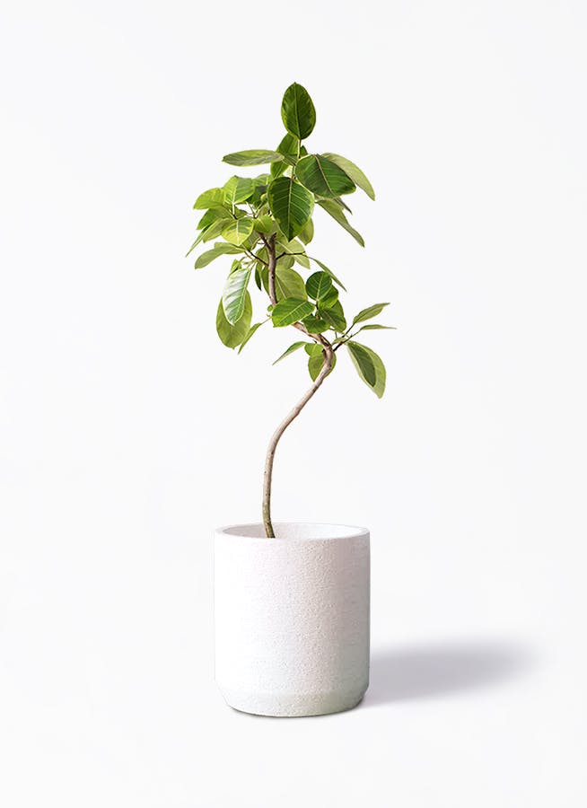 フィカスアルテシーマ8号 フィカス アルテシーマ 8号 | 観葉植物通販HitoHana(ひとはな)